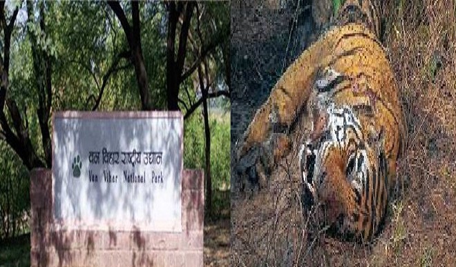 Elderly female tiger Kamlesh dies
