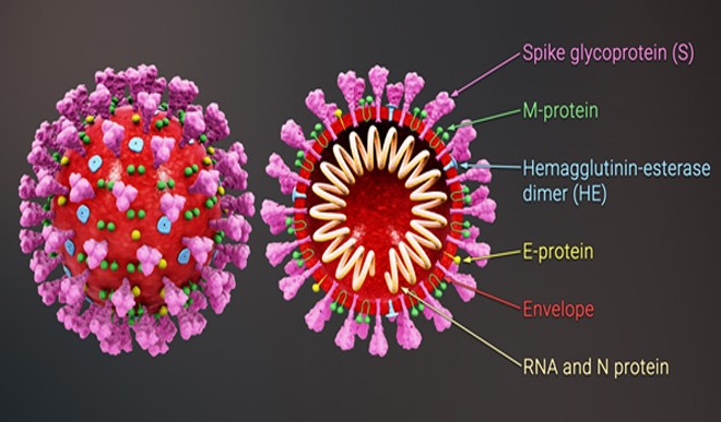 Corona virus  