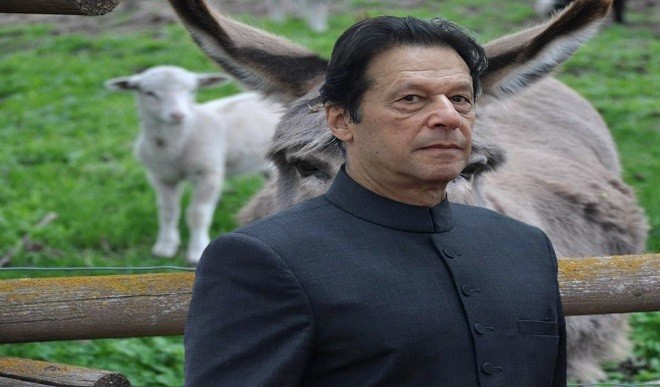 Pakistan Donkey 