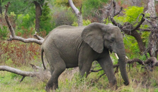 Seperated from herd, elephant kills 14 in a month in Jharkhand