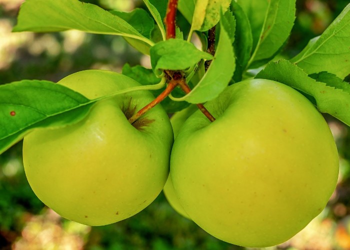 हरे सेब के ये फायदे जानकर आप भी जरूर करेंगे इसे अपनी डाइट में शामिल
