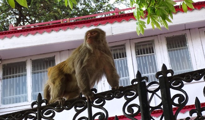 दीवारों पर छलांग लगाने से लेकर मेट्रो में यात्रियों के साथ सफर करने तक, सोशल मीडिया पर धमाल मचा रहे बंदरों के वीडियो