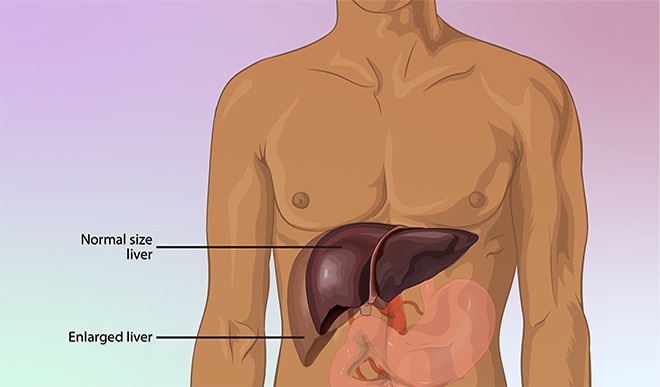 liver