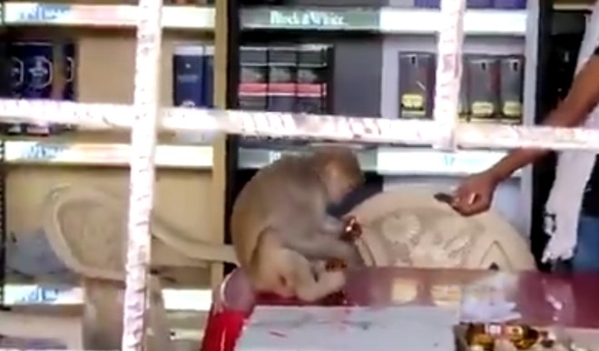 Monkey in liquor shop