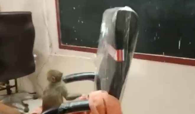 Monkey in principal room