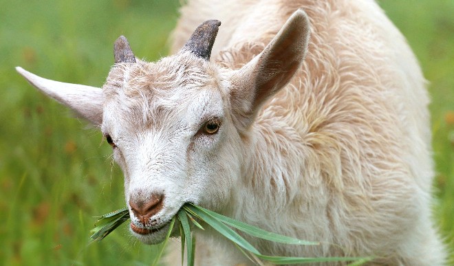 Goat was gang raped by 5 people in Pakistan