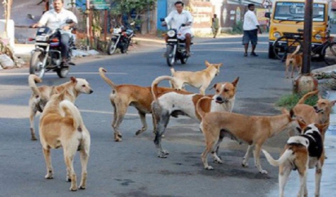 300 stray dogs killed by poison in andhra pradesh village
