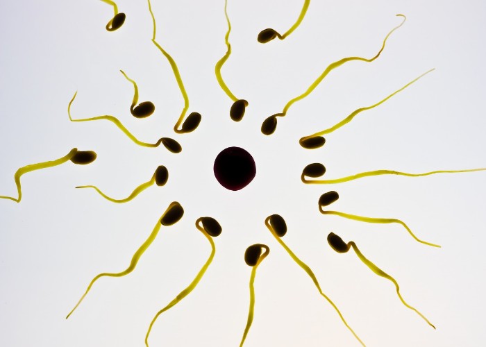 वैज्ञानिकों ने बनाया एक खास गर्भनिरोधक, स्पर्म के खिलाफ बनाएगा एंटीबॉडी