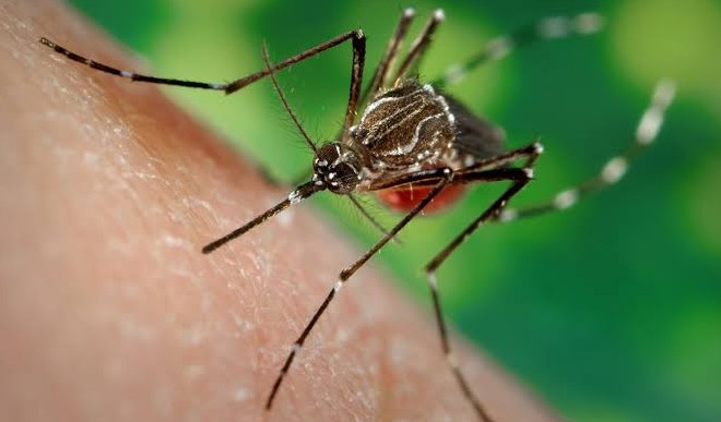 Dengue in ujjain