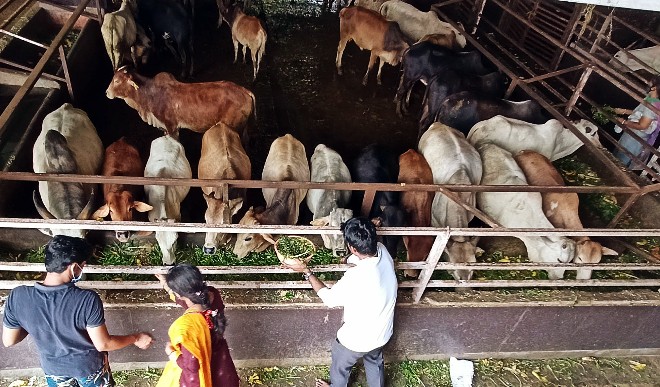 गोशाला में आठ गायों की अचानक मौत, लोगों ने किया जमकर प्रदर्शन