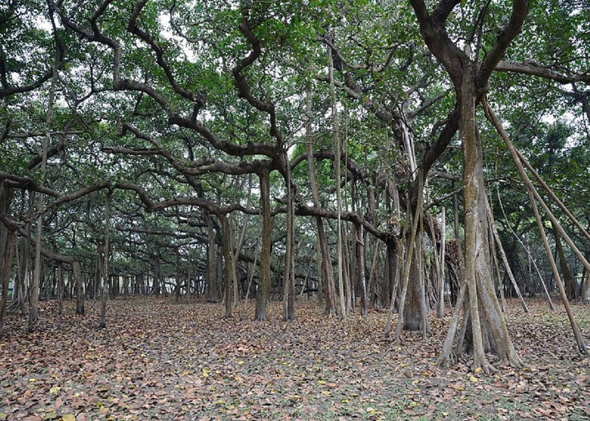 कोलकाता में है दुनिया का सबसे विशालकाय बरगद का पेड़, सैंकड़ों साल पुराना है इसका इतिहास