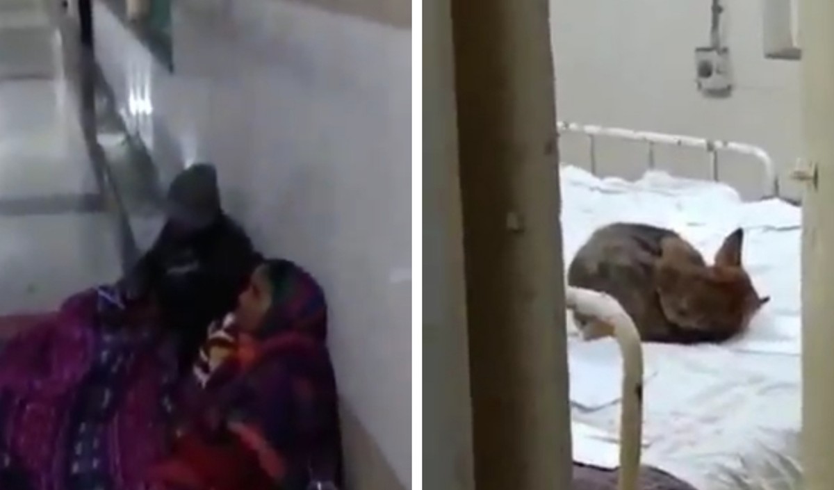 सरकारी अस्पताल की लापरवाही, फर्श पर लेटे दिखे मरीज तो वहीं बिस्तर पर लेटा मिला कुत्ता, वीडियो हुआ वायरल