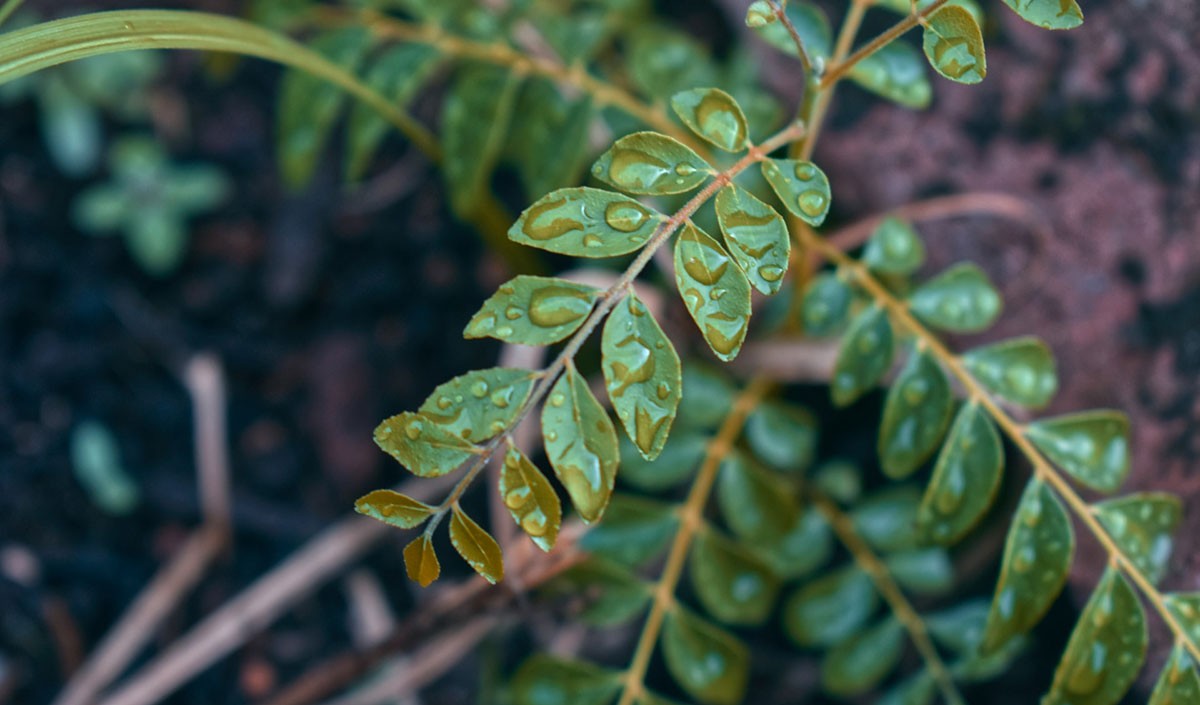 curry leaves