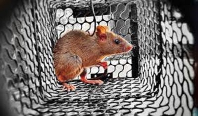 2000 चूहे हुए कोरोना वायरस से संक्रमित, जान से मारने का किया गया ऐलान