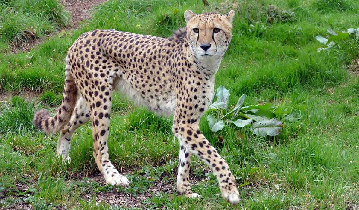 cheetah