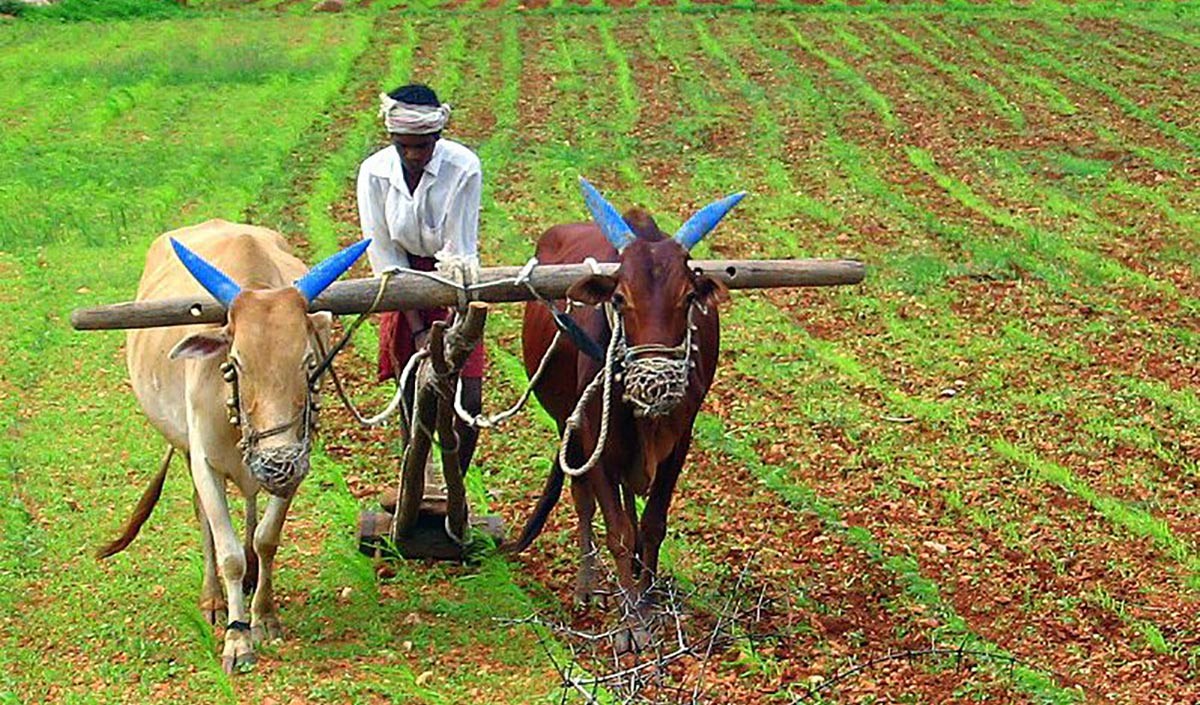 indian farmer