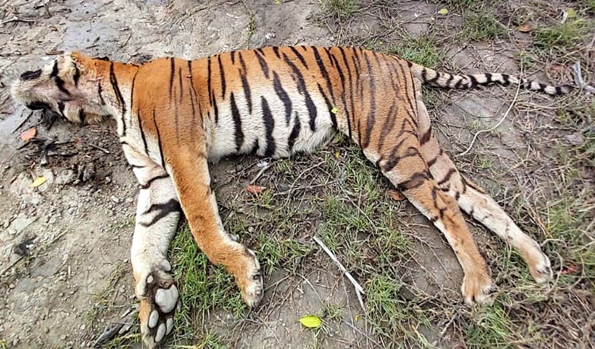 tiger dead