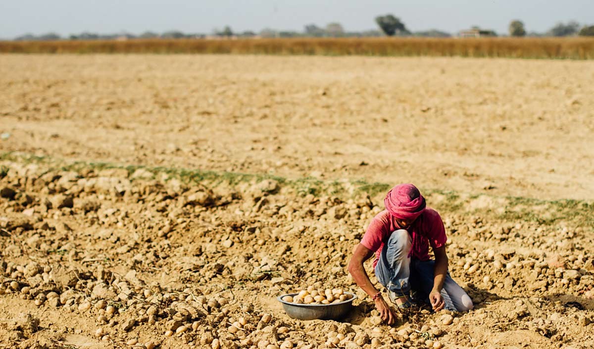 aloo farmer uttar pradesh