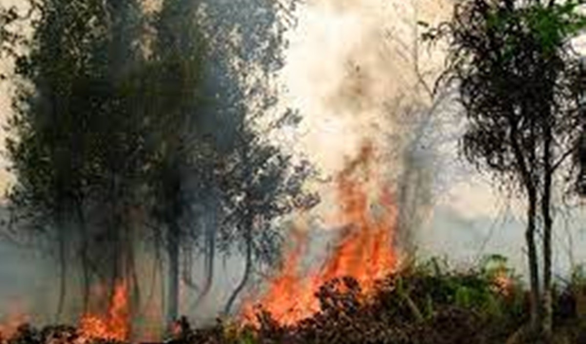 विश्वभर में जंगलों में लगने वाली आग की घटनाएं बढ़ती जा रहीं :संयुक्त राष्ट्र की रिपोर्ट