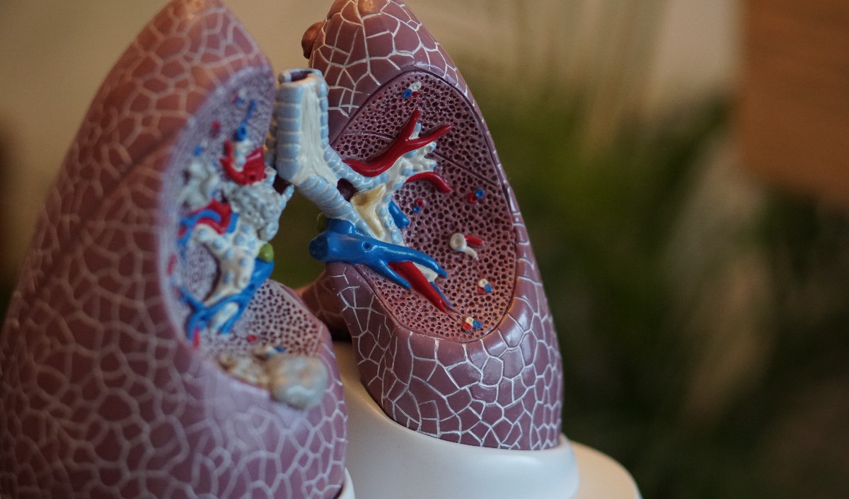  lungs