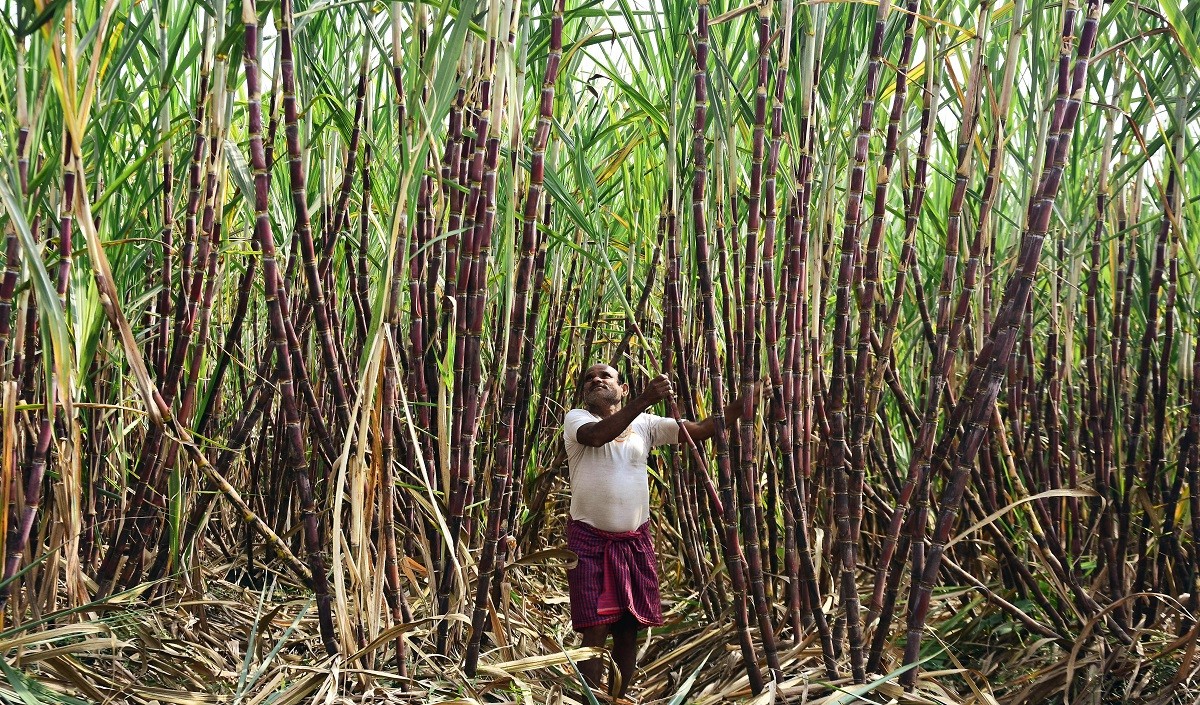 Sugarcane farmers 