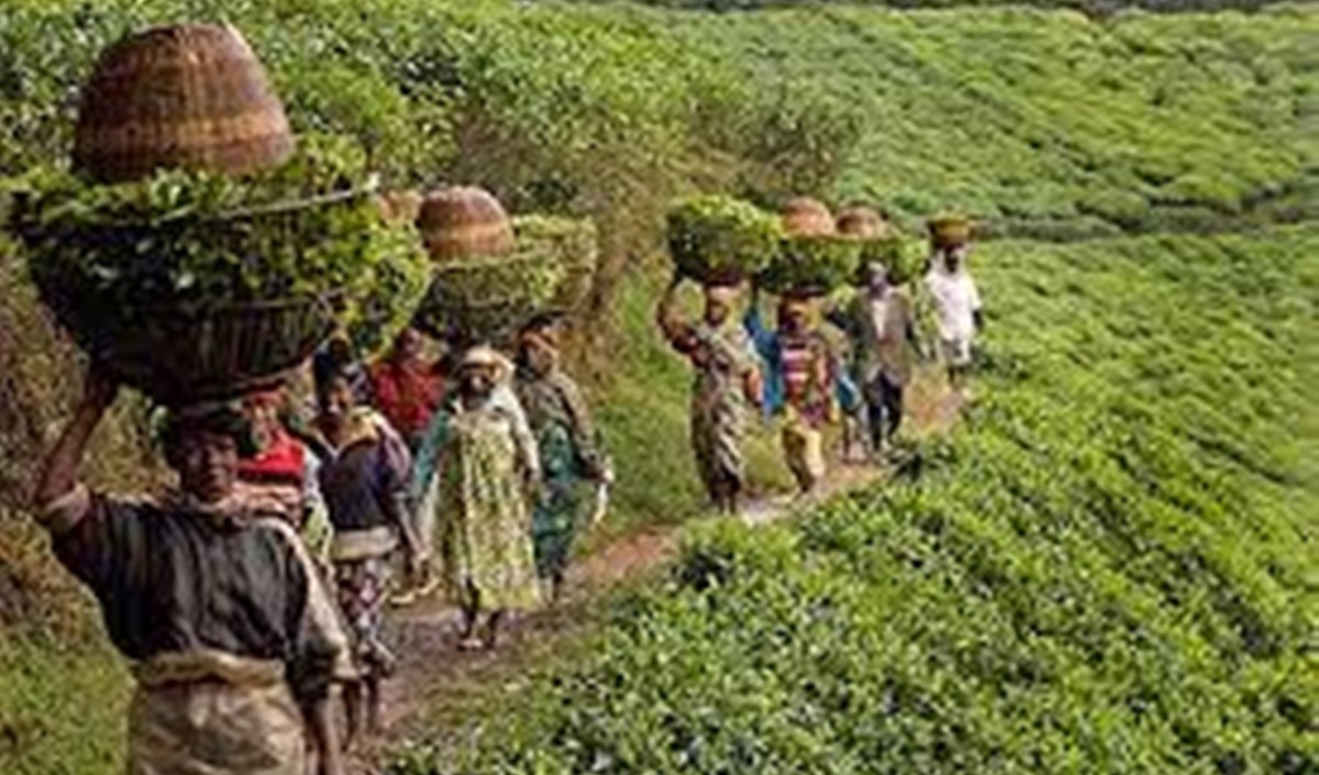 रूस-यूक्रेन संकट से भारत का चाय निर्यात प्रभावित होने की आशंका