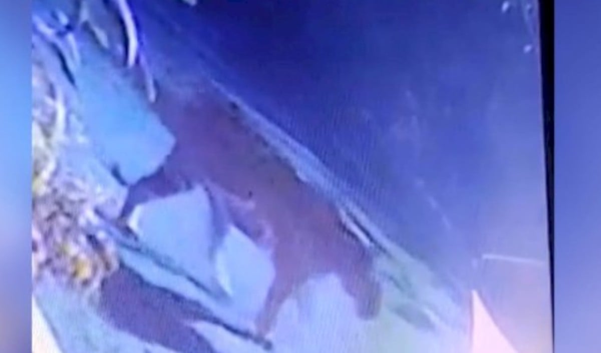 Tiger movement in university campus Tiger movement in university campus