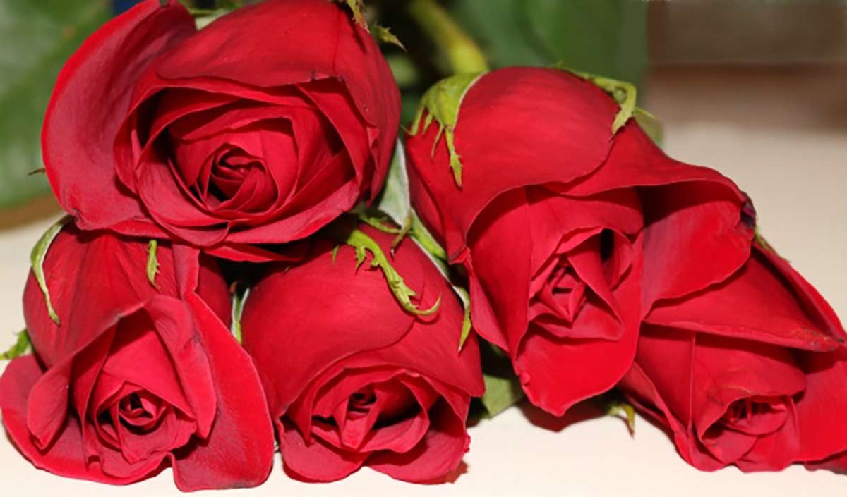 वैलेंटाइन डेः फूलों की जुबां से करें प्यार का इजहार - express love with the  tongue of flowers