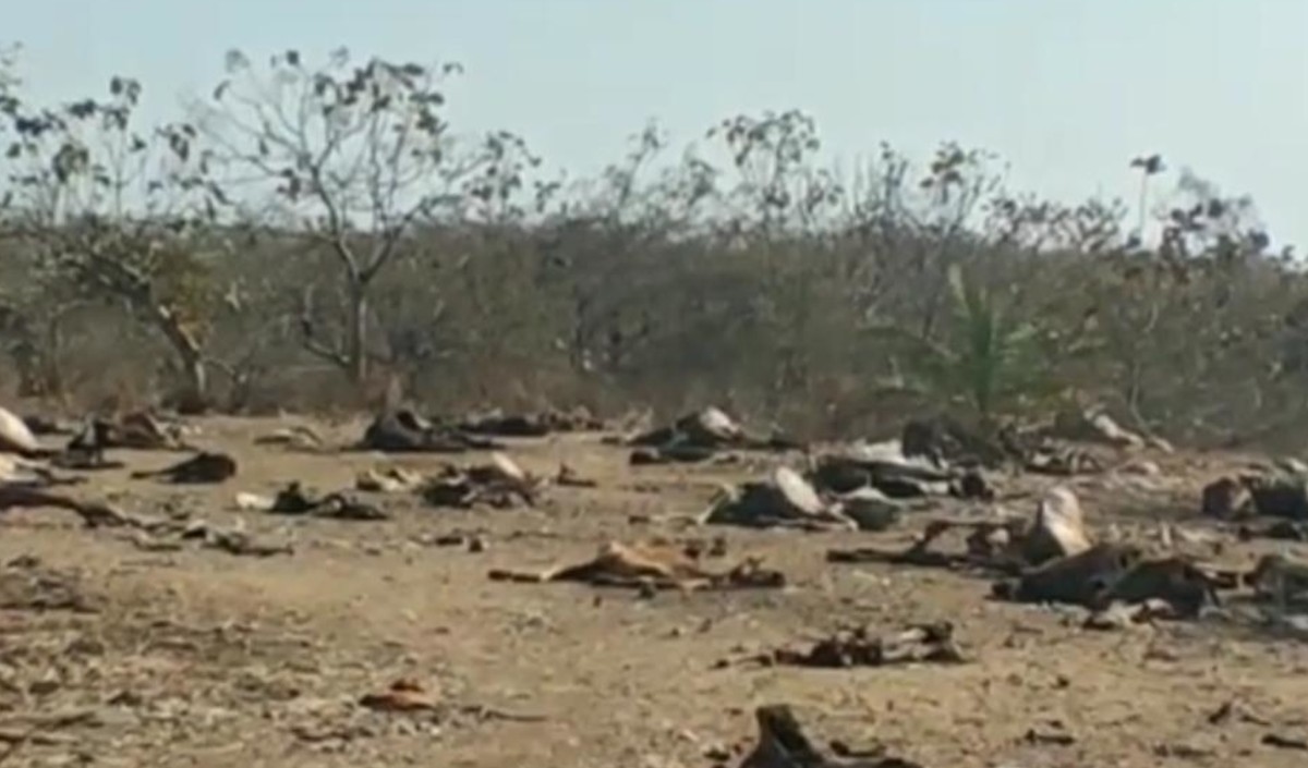 Dead bodies of cow in Indore