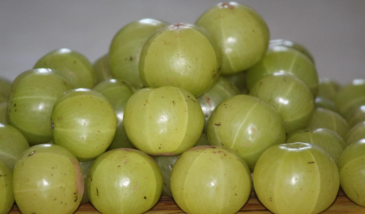 gooseberry amla