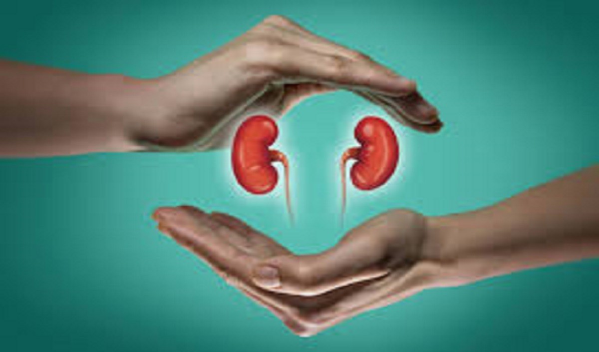  kidney