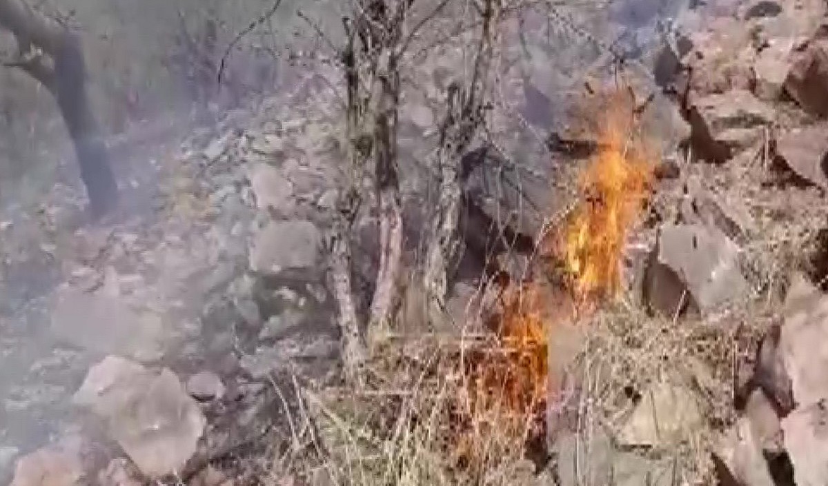 राजस्थान के सरिस्का टाइगर रिजर्व में लगी भीषण आग, बाघों समेत अन्य वन्यजीवों पर मंडरा रहा खतरा