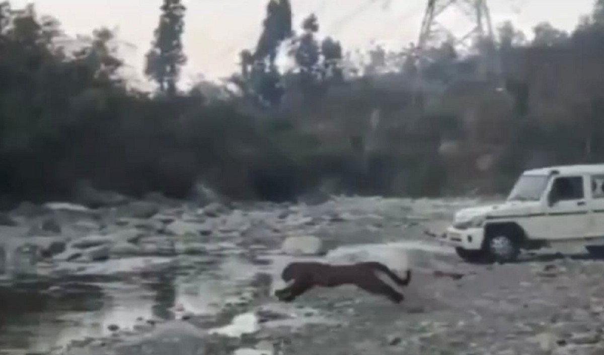 सहारनपुर के शिवालिक वन क्षेत्र में तेंदुए को छोड़ दिया सहारनपुर के शिवालिक वन क्षेत्र में तेंदुए को छोड़ दिया