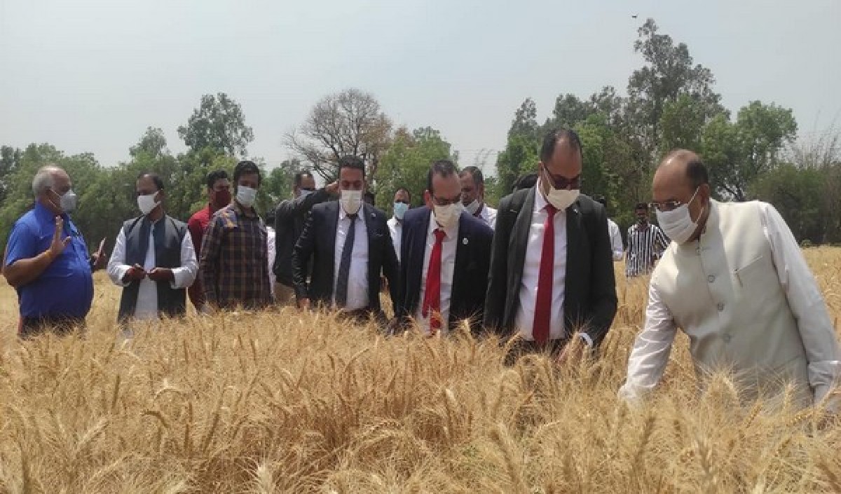wheat supplier wheat supplier