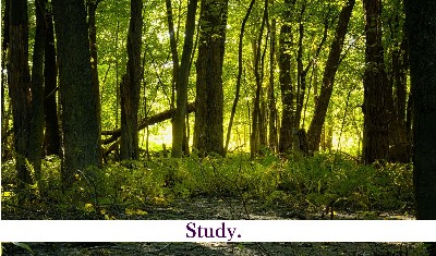 भारत में जंगलों के बाहर पेड़ उगाने से पर्यावरणीय, आर्थिक लाभ मिल सकते हैं: अध्ययन