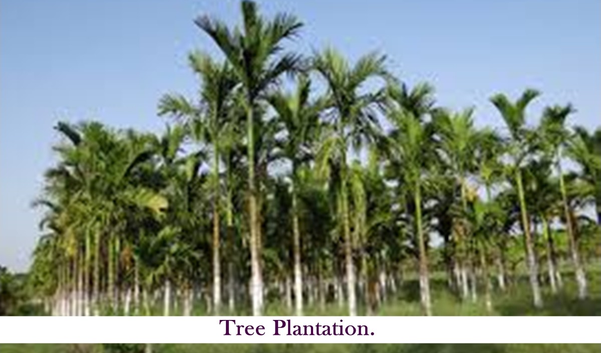Tree Plantation 