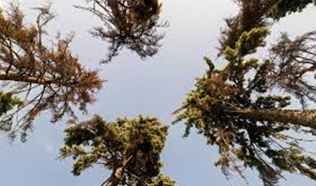 पेड़ जलवायु परिवर्तन का मुकम्मल इलाज नहीं : अध्ययन