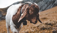 बकरीद पर लाखों की कुर्बानी: इतने में बिके 