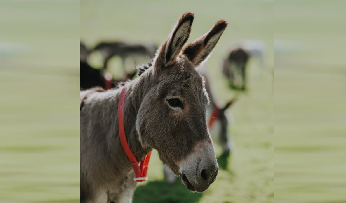 donkeys