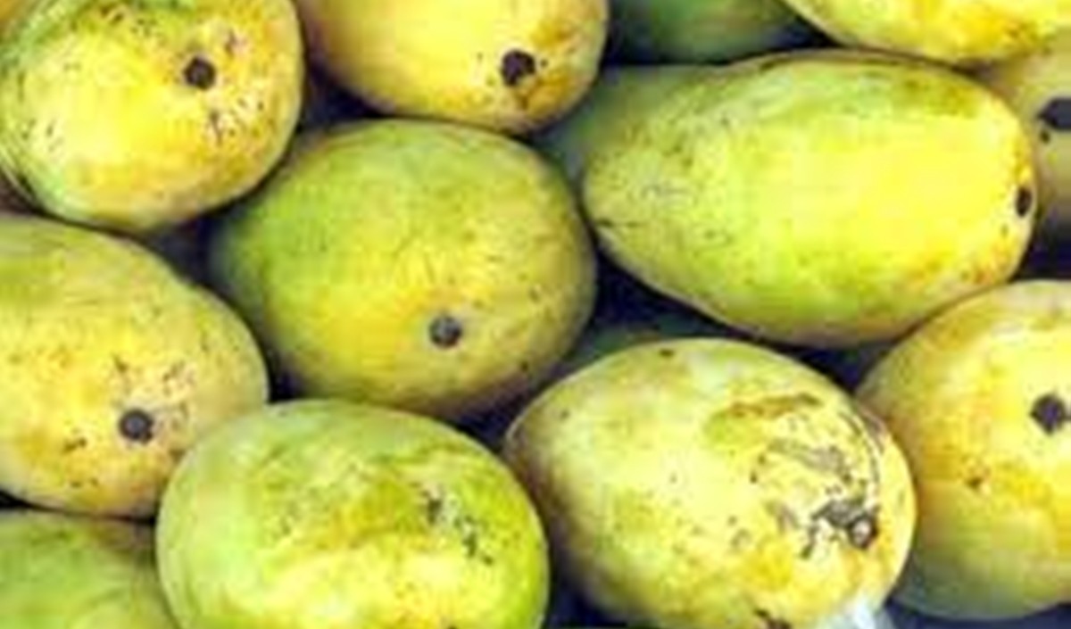 Langda Mangoes 