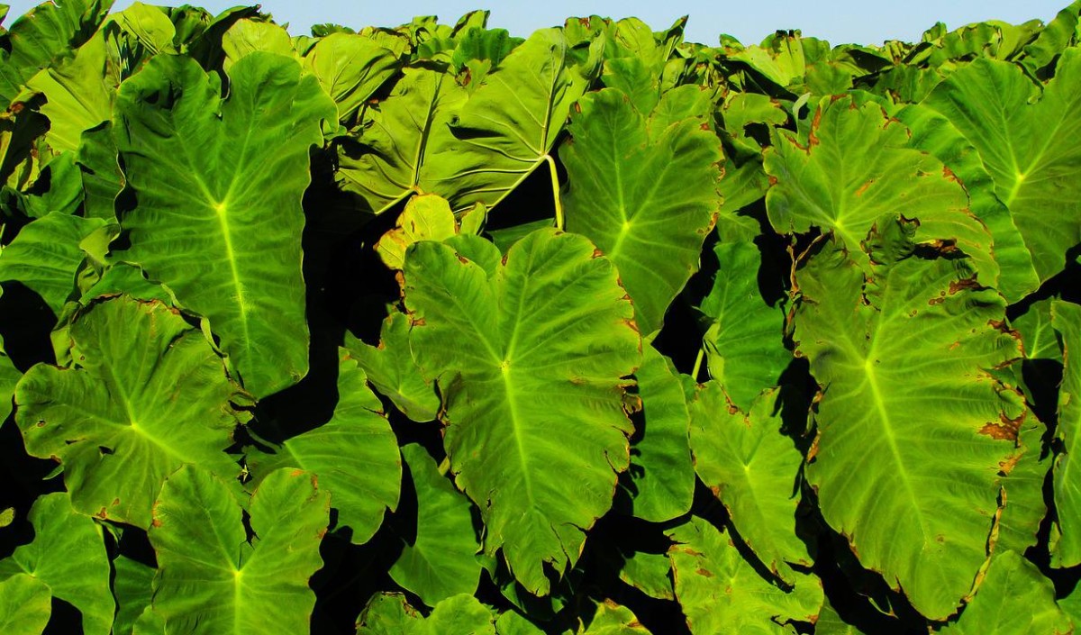 taro leaves