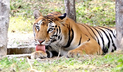 अंतरराष्ट्रीय बाघ दिवसः चुनौतियों के बीच टाइगर की बढ़ी संख्या उत्साहवर्धक