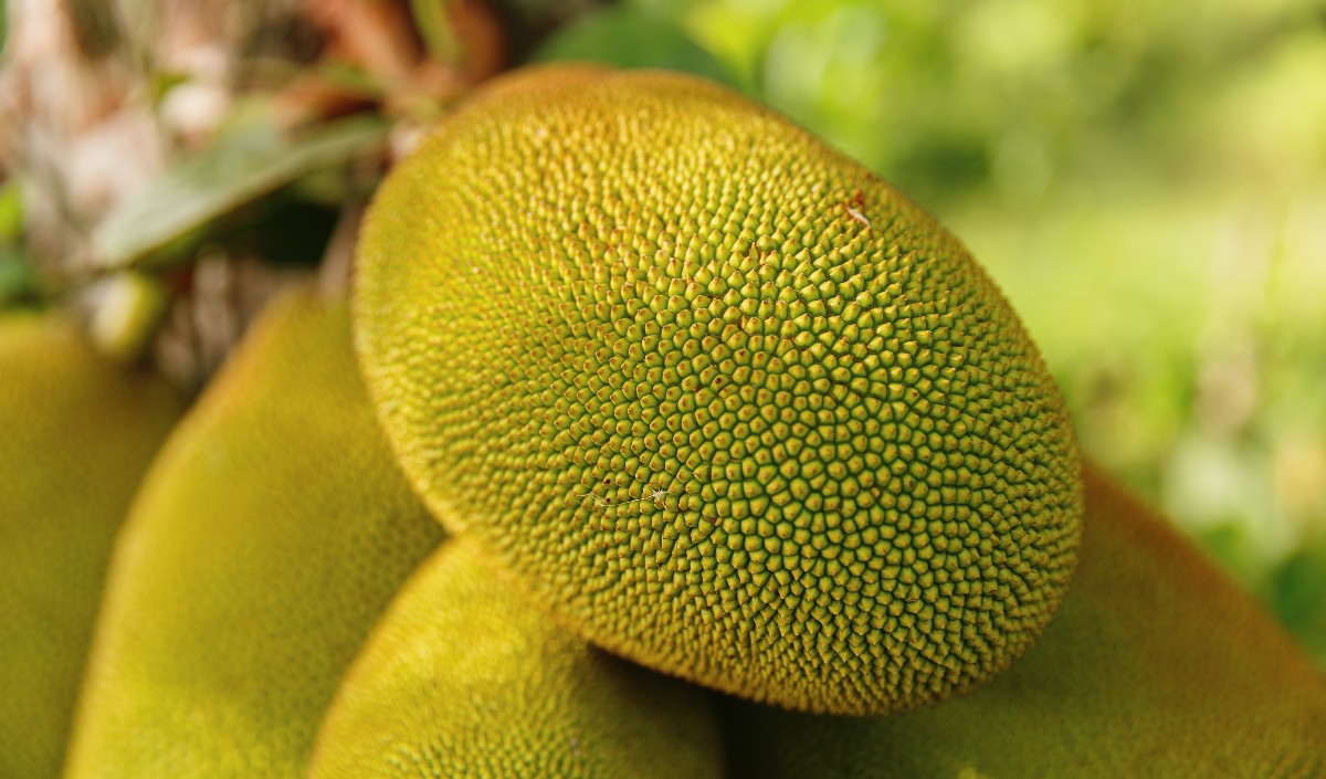 jackfruit jackfruit