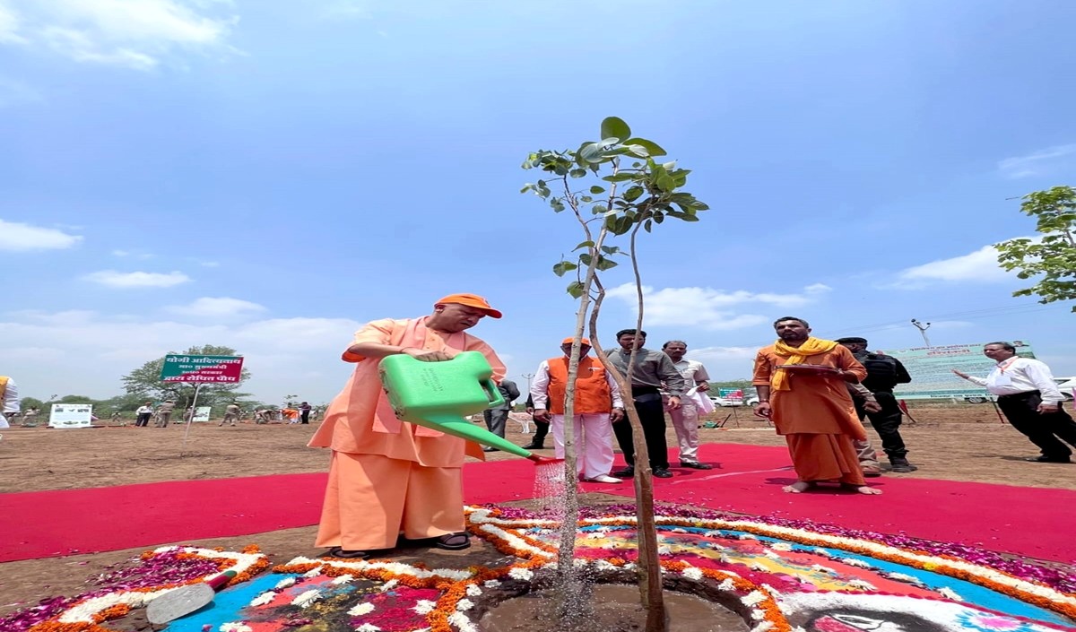 Tree Plantation 