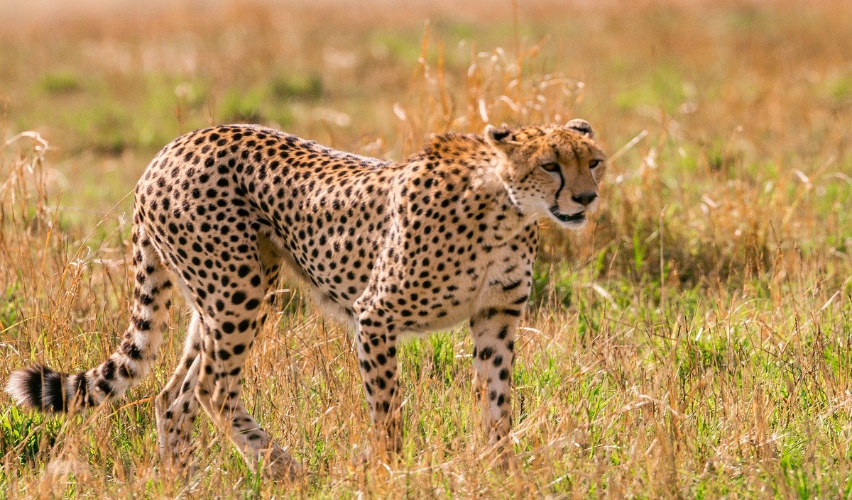 Cheetah MP