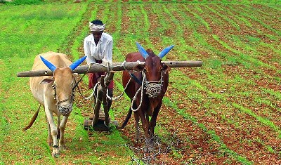 मोदी सरकार की नीतियों की बदौलत कृषि क्षेत्र में तेजी से बढ़े हैं रोजगार के अवसर