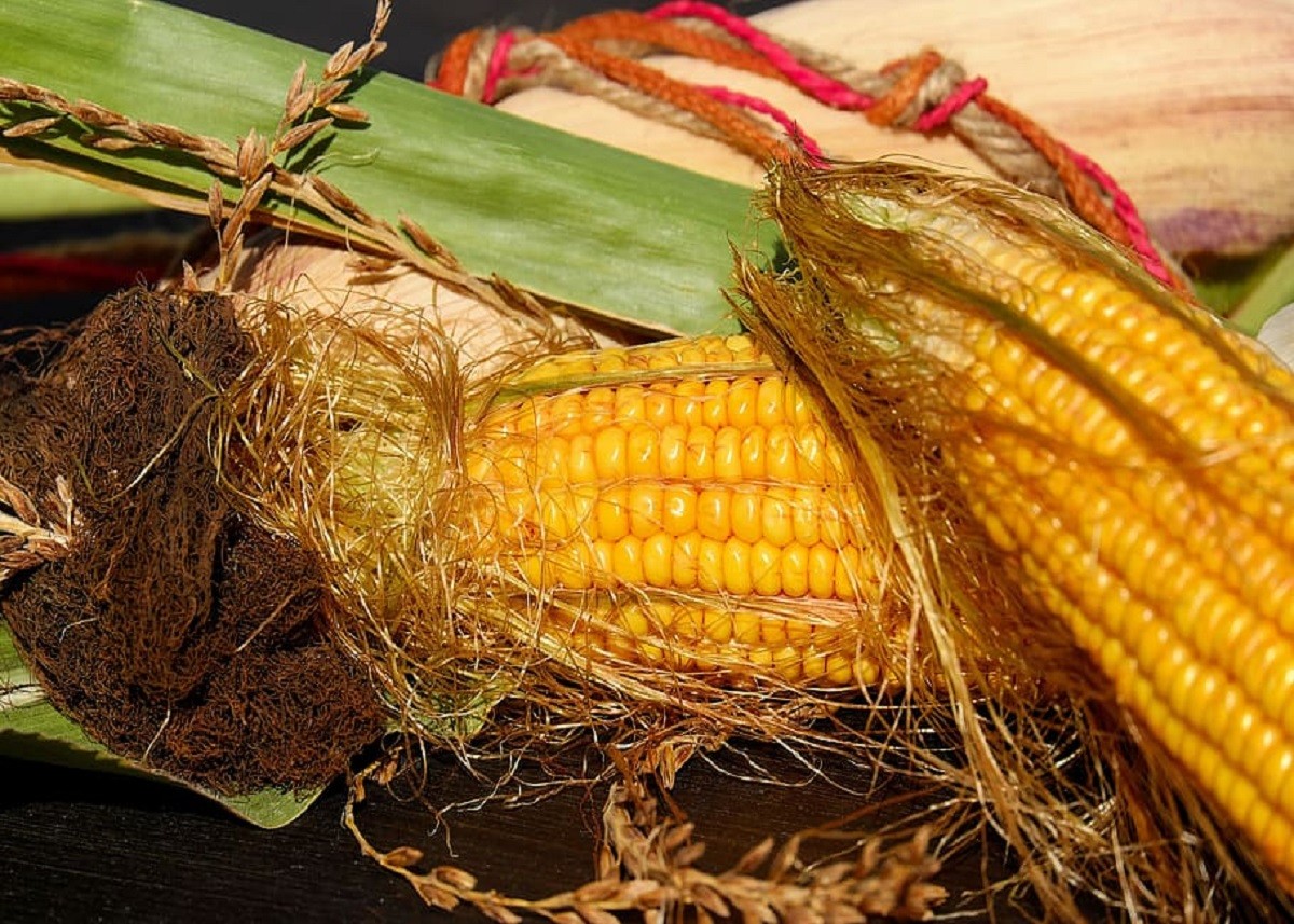 Corn Silk फेंकने से पहले जान लें इसके फायदे, कई गंभीर बीमारियों का है रामबाण इलाज