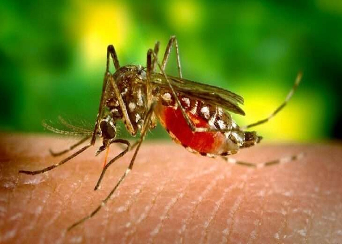 National Dengue Day: आज मनाया जा रहा 'राष्ट्रीय डेंगू दिवस', जानिए इसके लक्षण, बचाव और इलाज