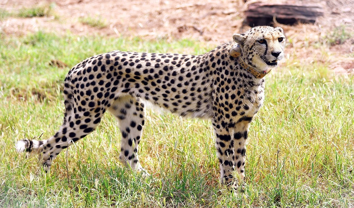 cheetahs