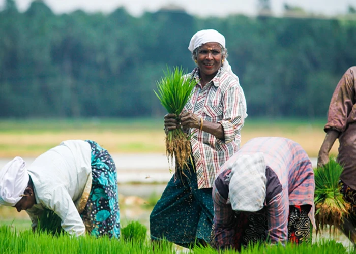 Kerala Farmer: केरल में धान विक्रेता किसानों को समय से नहीं मिल पा रहा भुगतान, इस जिले 35700 टन हुई धान की खरीद